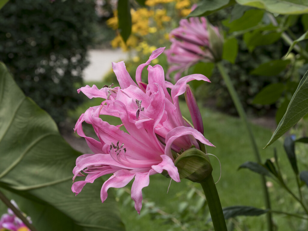 Bowden lily