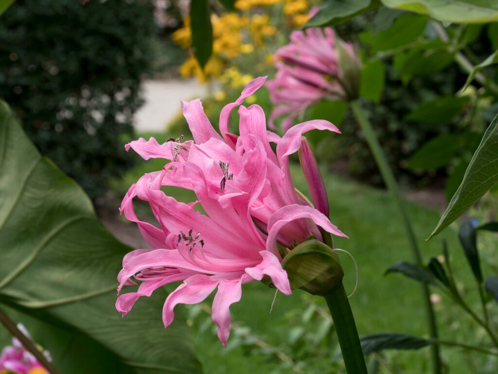 Bowden lily