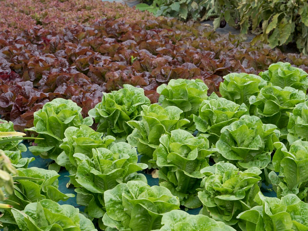 common lettuce