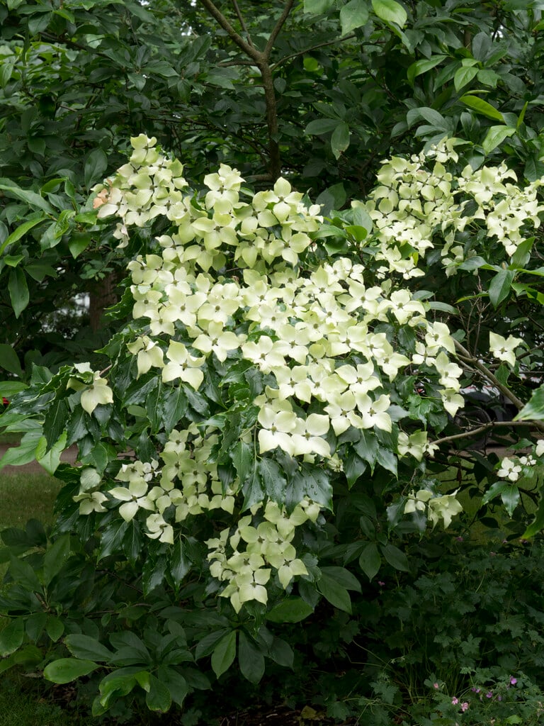 kousa 'Autumn Rose'