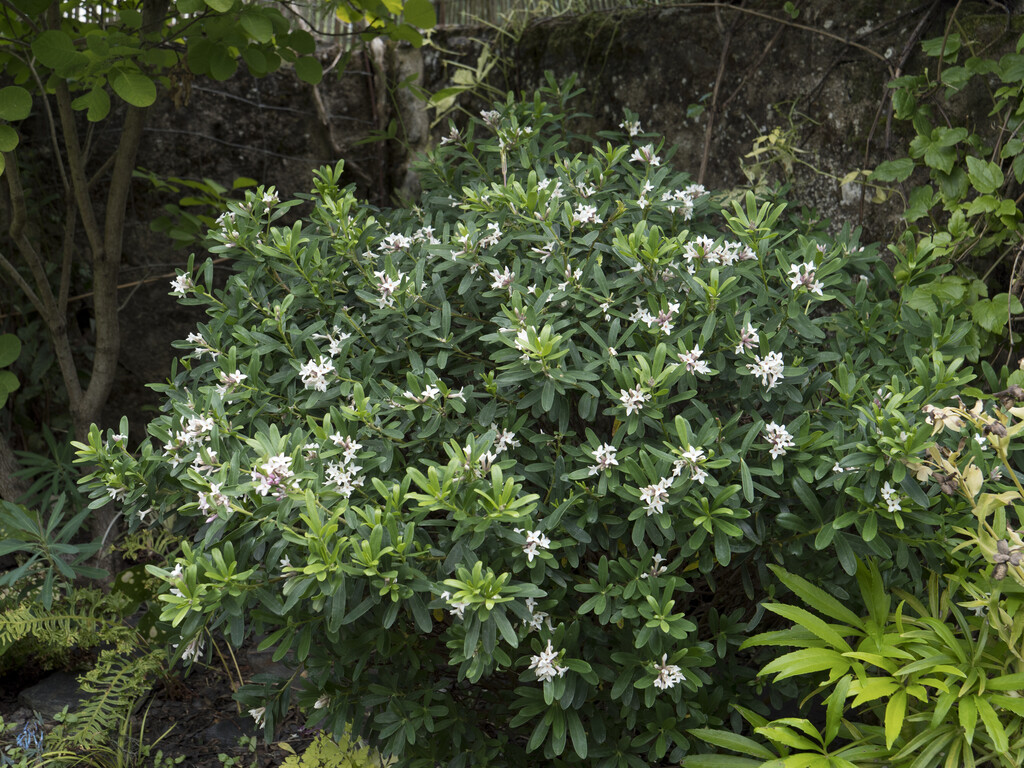 daphne [Eternal Fragrance]
