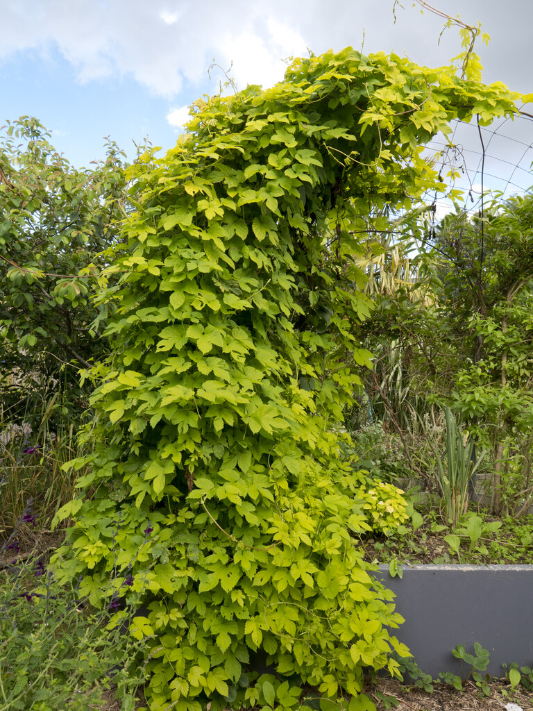 golden hop