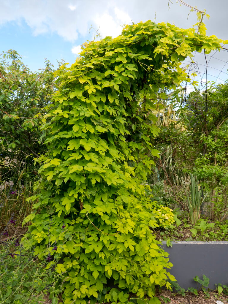 golden hop