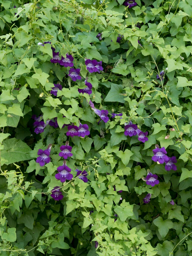 climbing foxglove