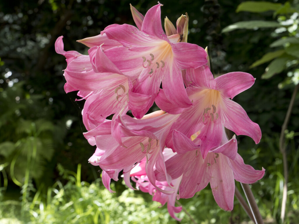 Jersey lily