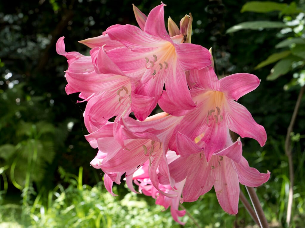 Jersey lily