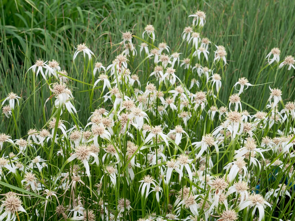 star grass