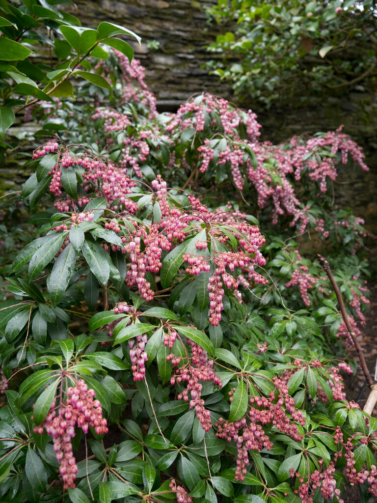 Pieris Japonica Katsura Pbr Pieris Katsura Shrubs Rhs Gardening