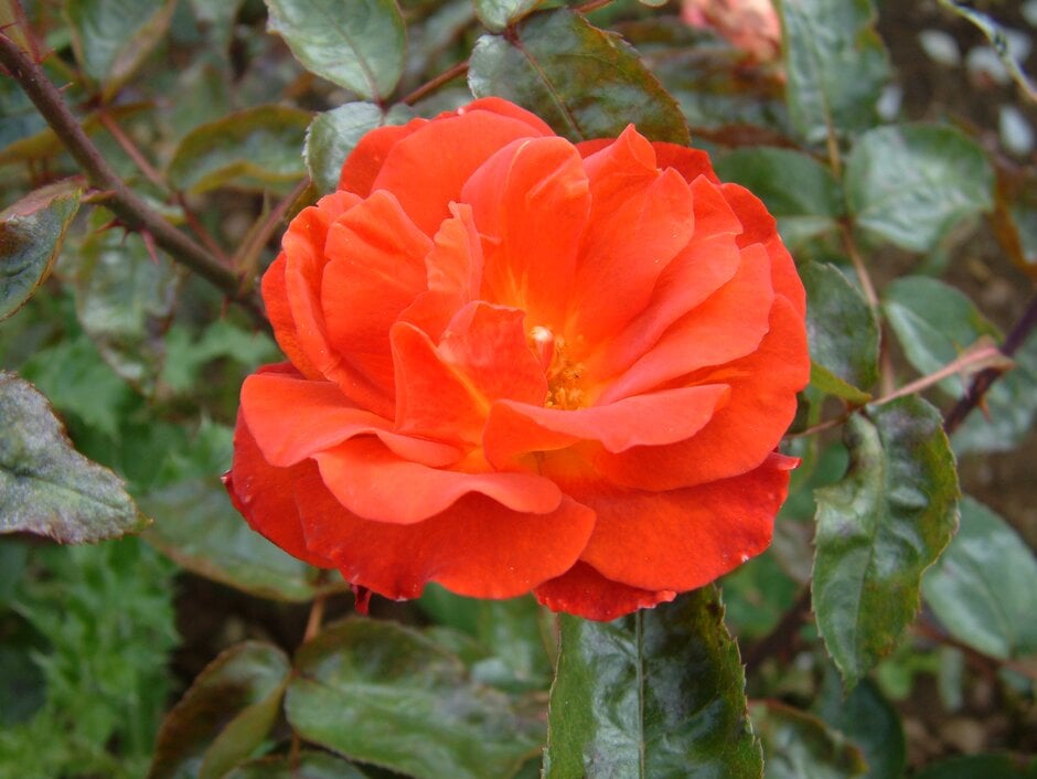 rose [Mystique]