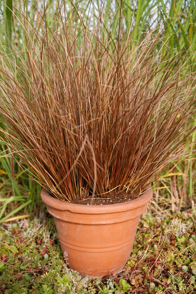 sedge [Milk Chocolate]