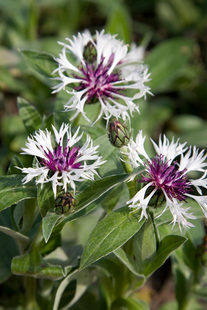 perennial cornflower 'Lilac Heart'