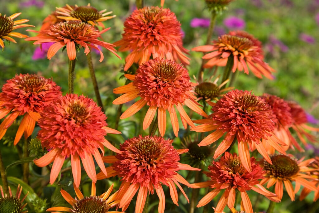 coneflower 'Irresistible'