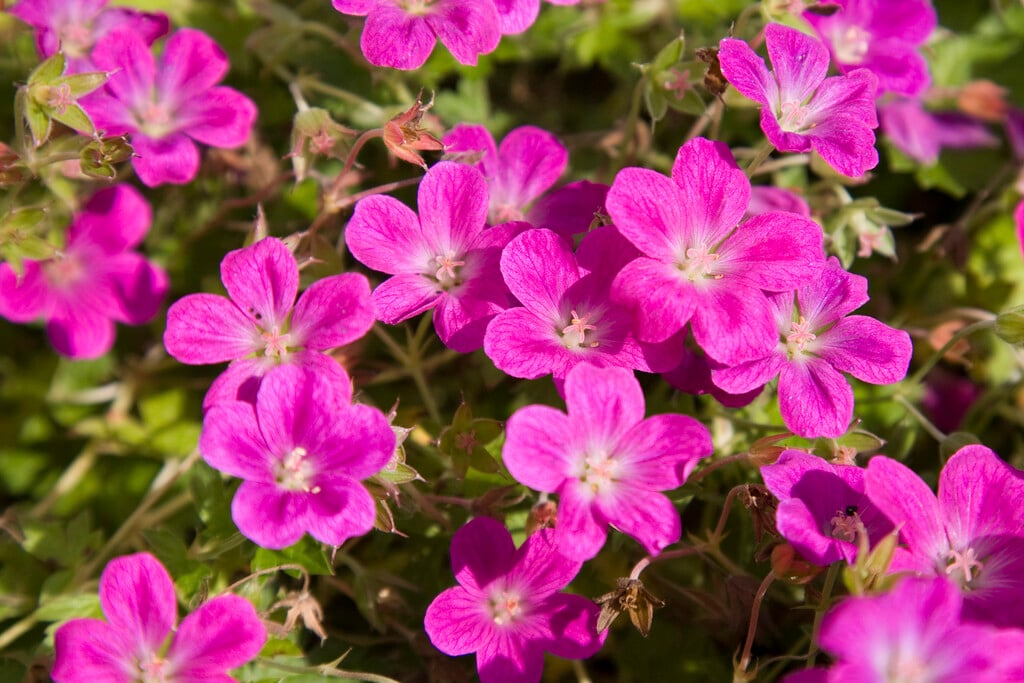 cranesbill 'Orkney Pink'