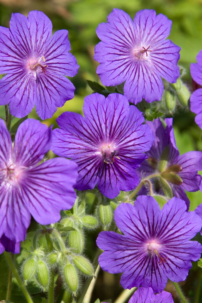 cranesbill [Sabani Blue]