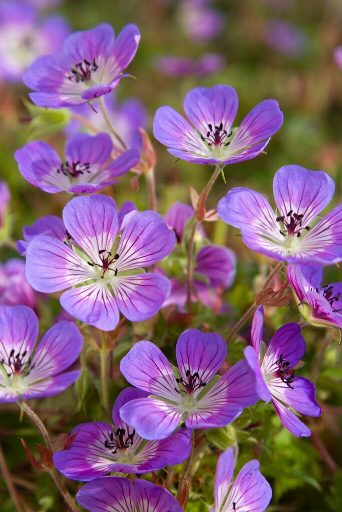 cranesbill 'Sweet Heidy'