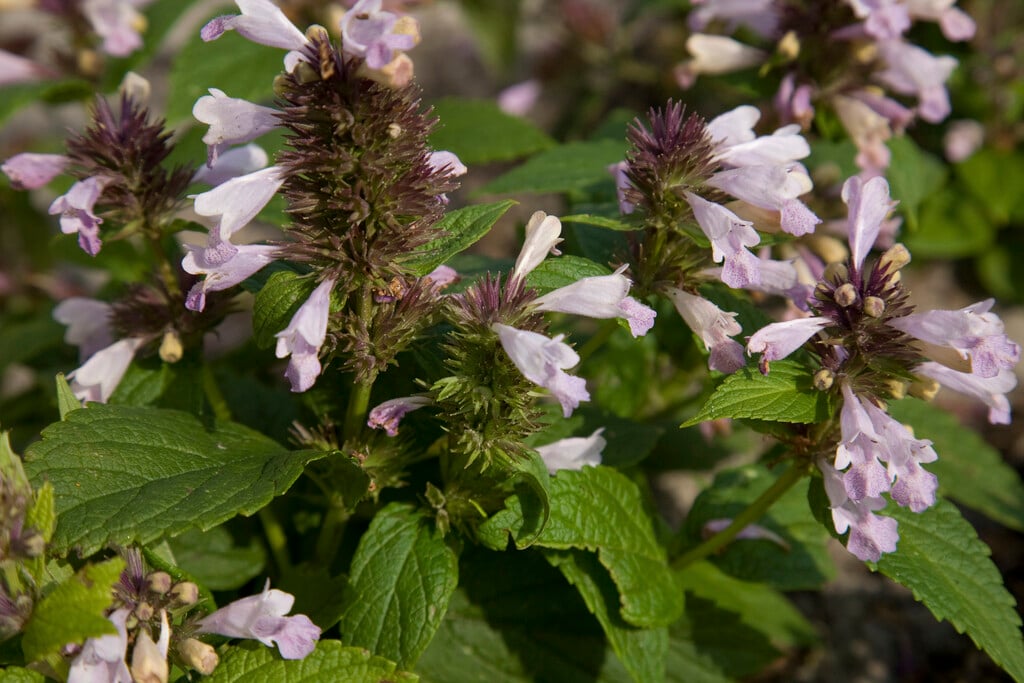 catmint 'Sweet Dreams'