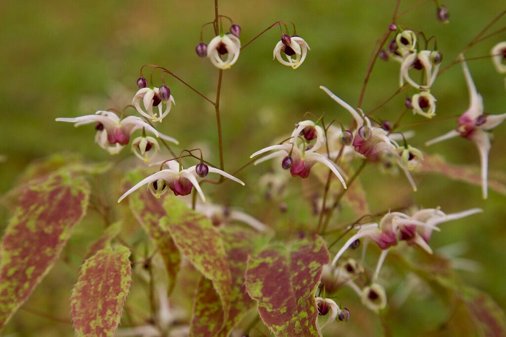 barrenwort 'Domino'