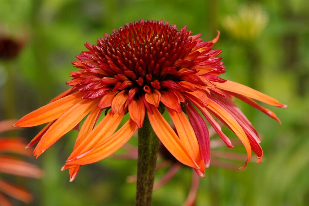 coneflower 'Irresistible'