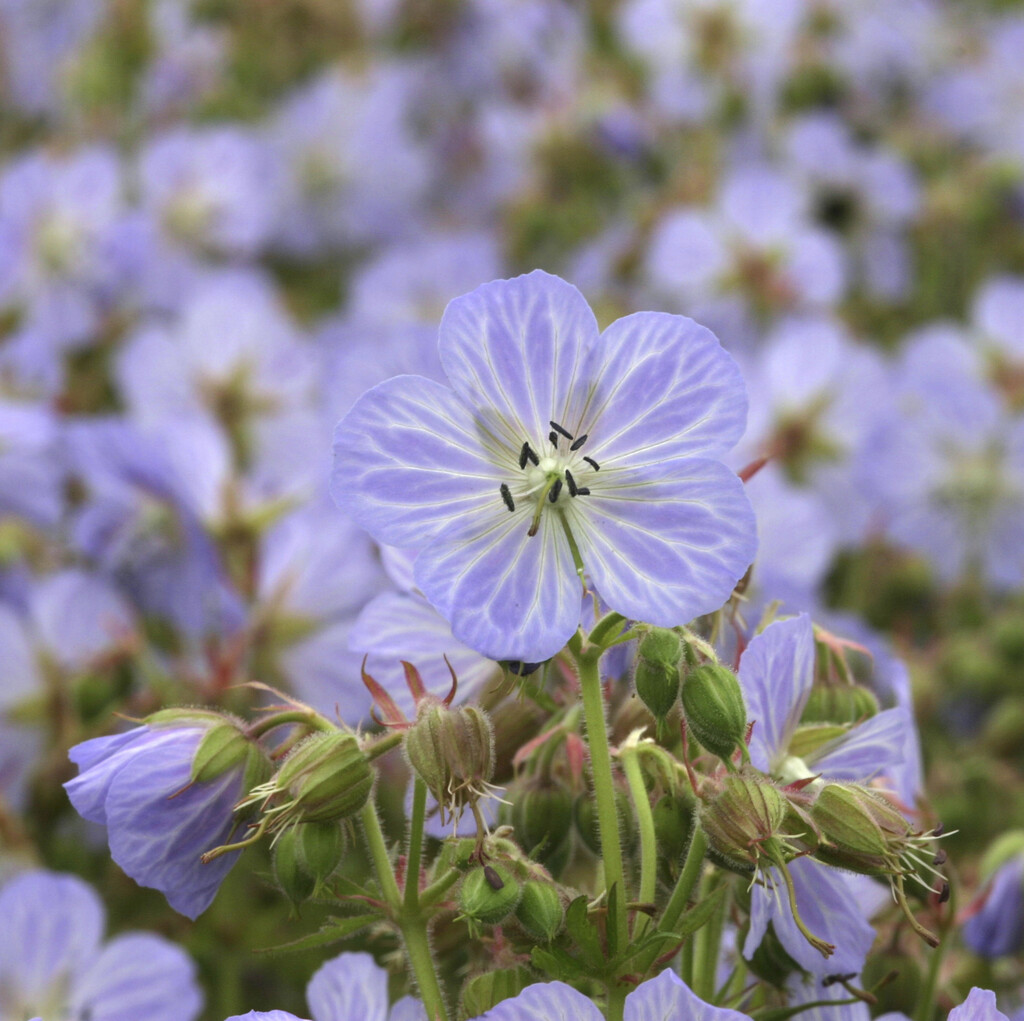 meadow cranesbill 'Mrs Kendall Clark'