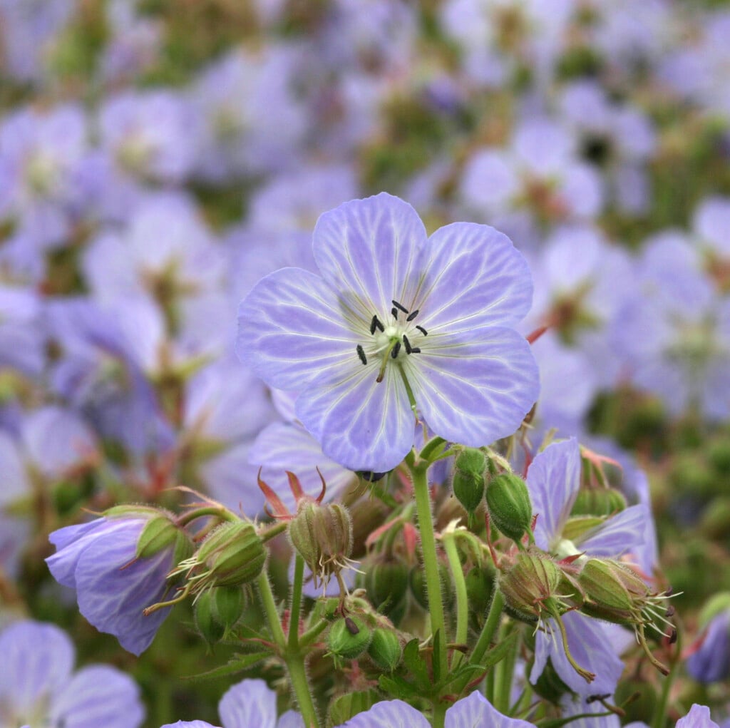 meadow cranesbill 'Mrs Kendall Clark'
