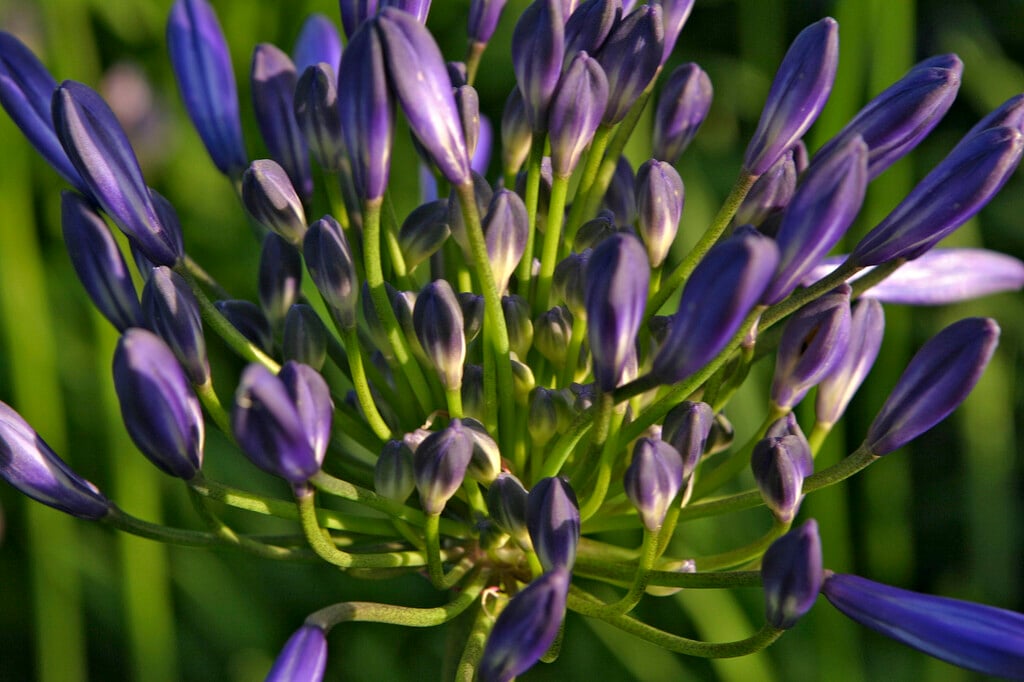 African blue lily