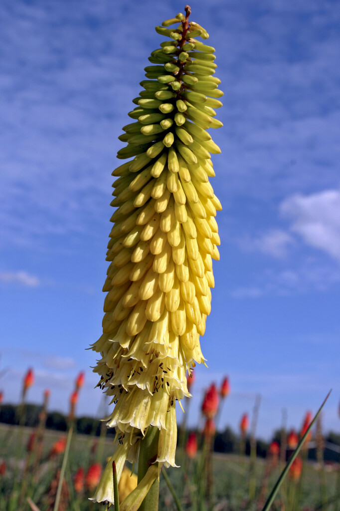 <i>Kniphofia</i> 'Bressingham Yellow'