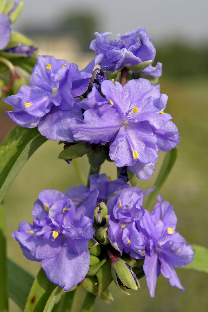 <i>Tradescantia</i> (Andersoniana Group) 'Mac's Double' (d)