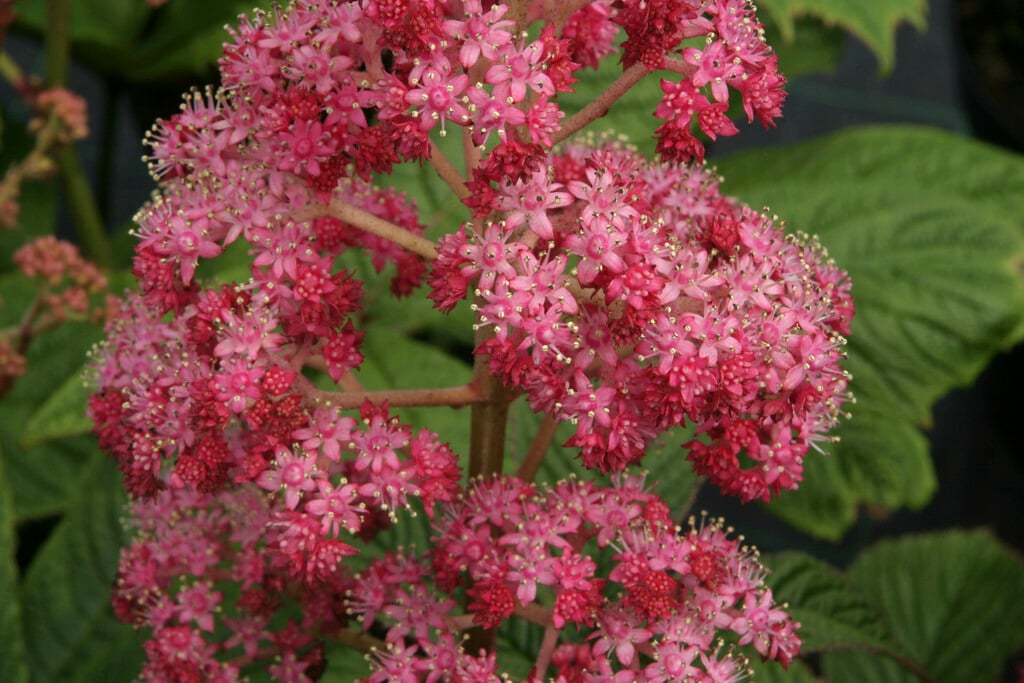 <i>Rodgersia</i> <i>pinnata</i> 'Hanna'