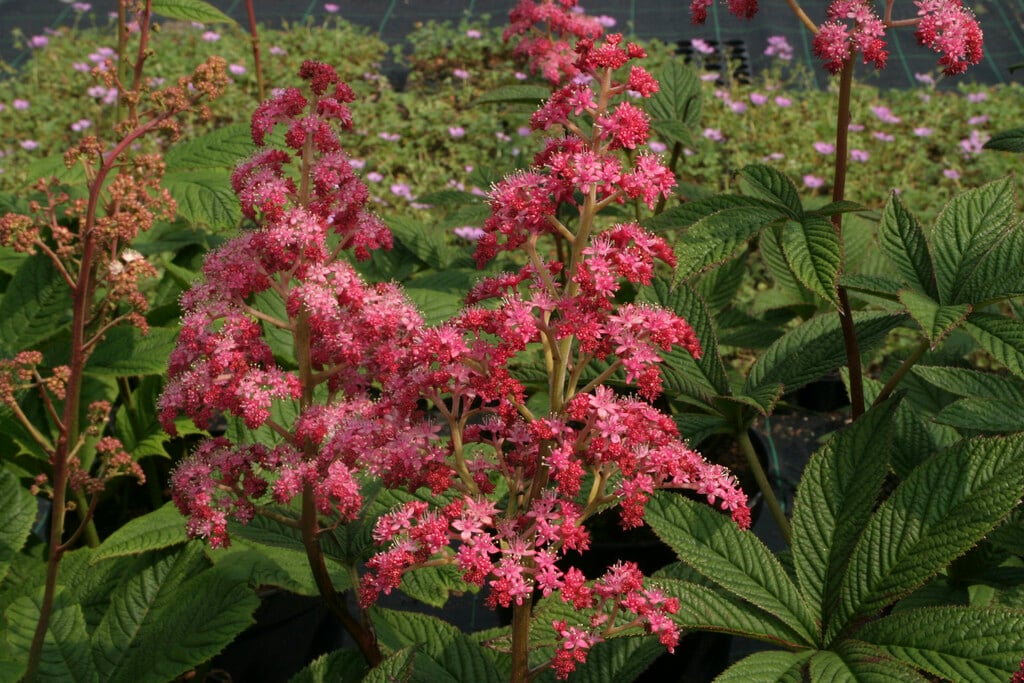 <i>Rodgersia</i> <i>pinnata</i> 'Hanna'