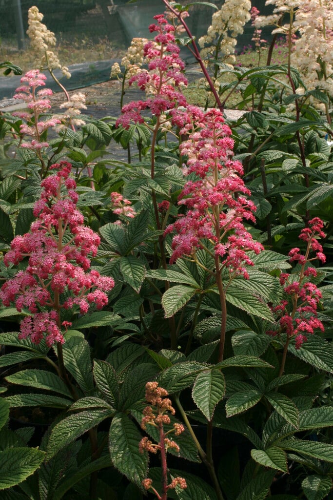 <i>Rodgersia</i> <i>pinnata</i> 'Hanna'