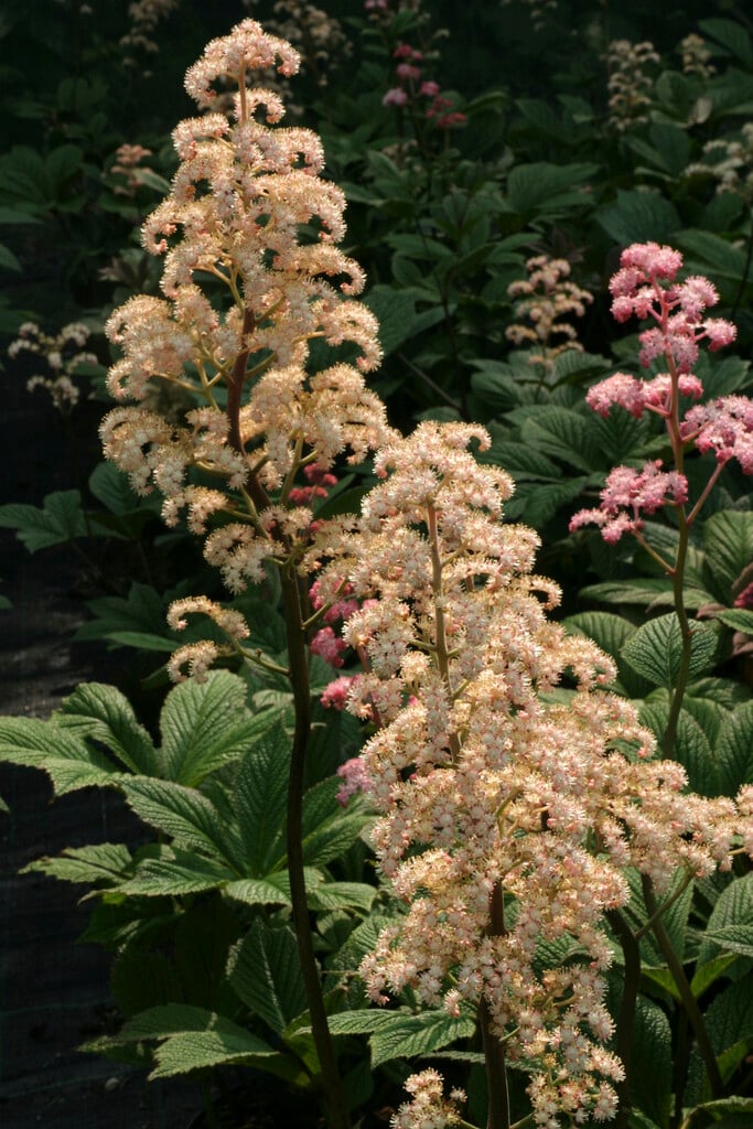 rodgersia 'Herkules'