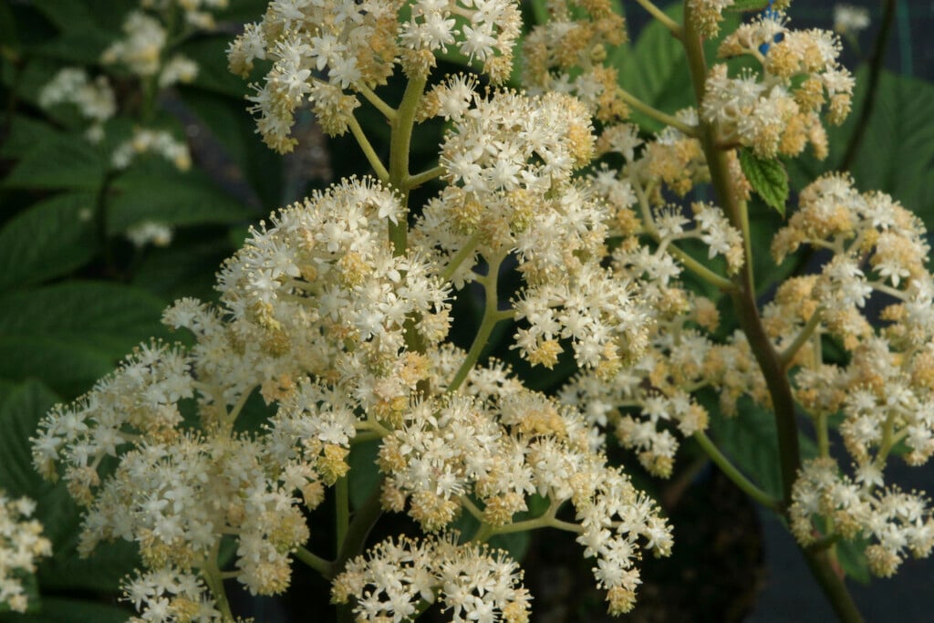<i>Rodgersia</i> 'Borodin'