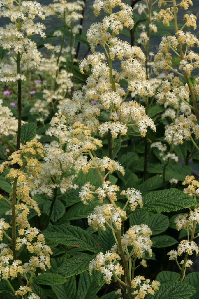 <i>Rodgersia</i> 'Borodin'