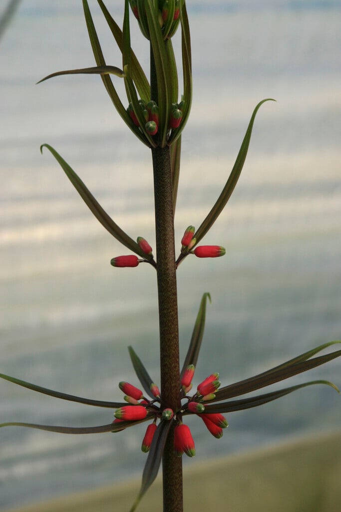 <i>Polygonatum</i> <i>kingianum</i>