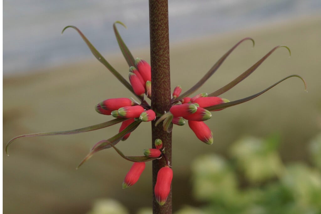 <i>Polygonatum</i> <i>kingianum</i>