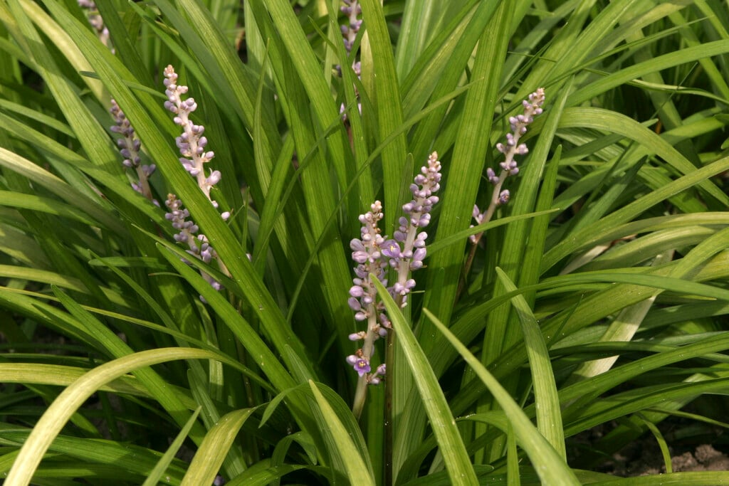 spiked lilyturf