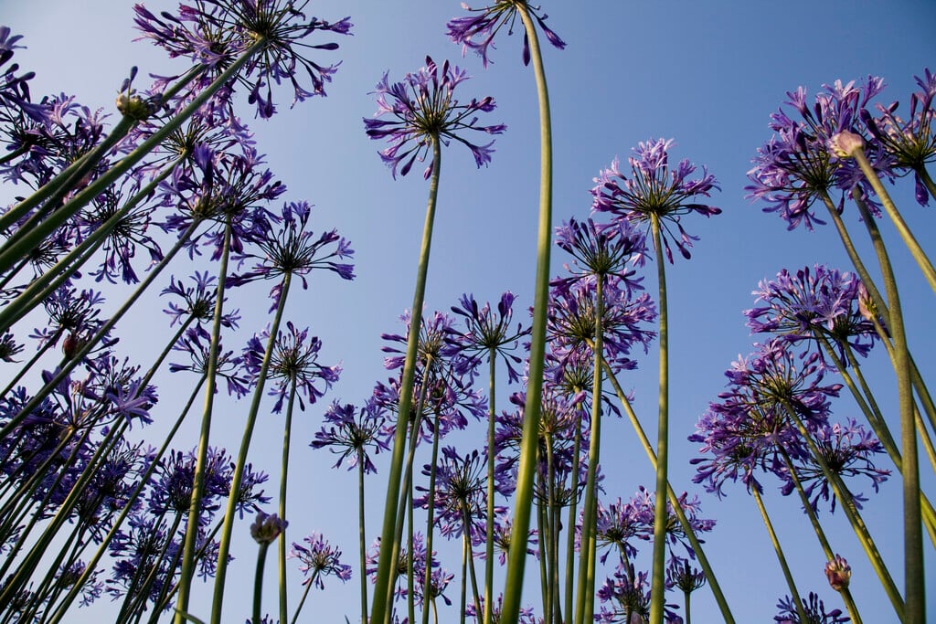 African blue lily