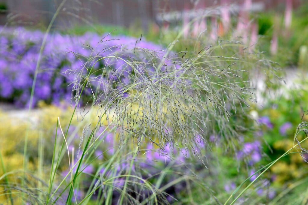 <i>Eragrostis</i> <i>chloromelas</i> 'Wind Dancer'