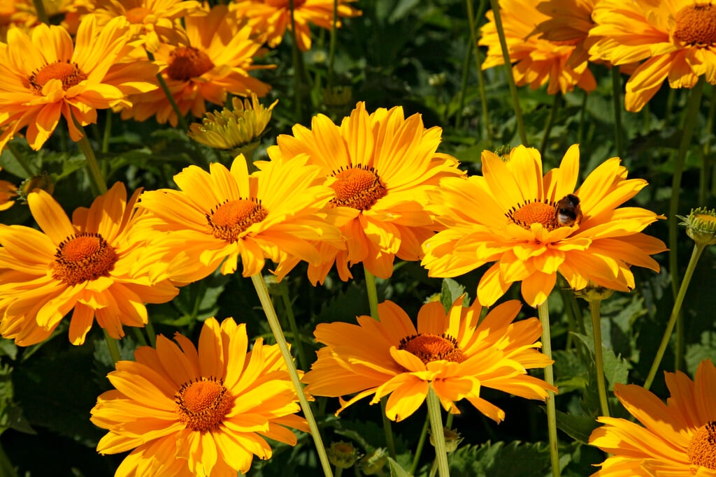 <em>Heliopsis</em> <em>helianthoides</em> var. <em>scabra</em> 'Venus'