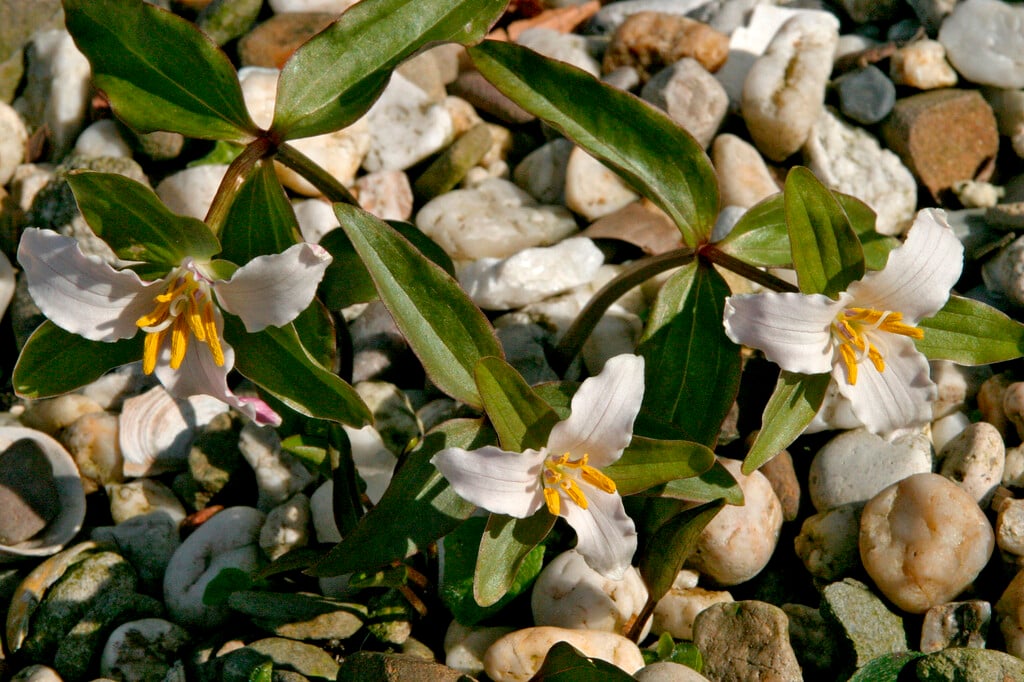 painted trillium