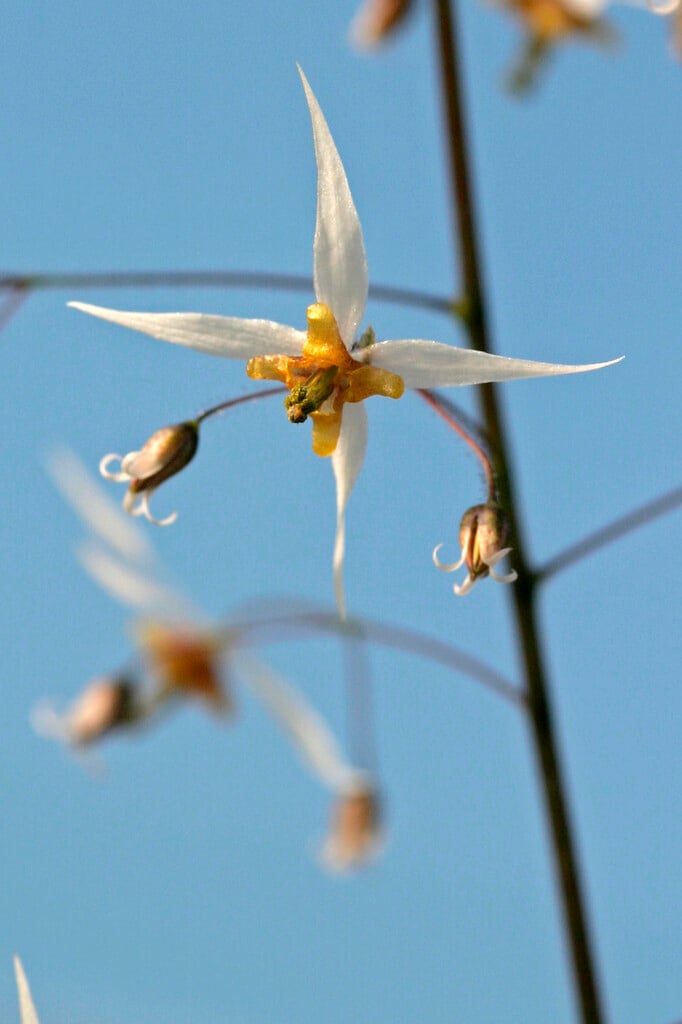 hairy-leaved barrenwort