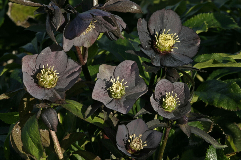 hellebore 'Blue Metallic Lady'