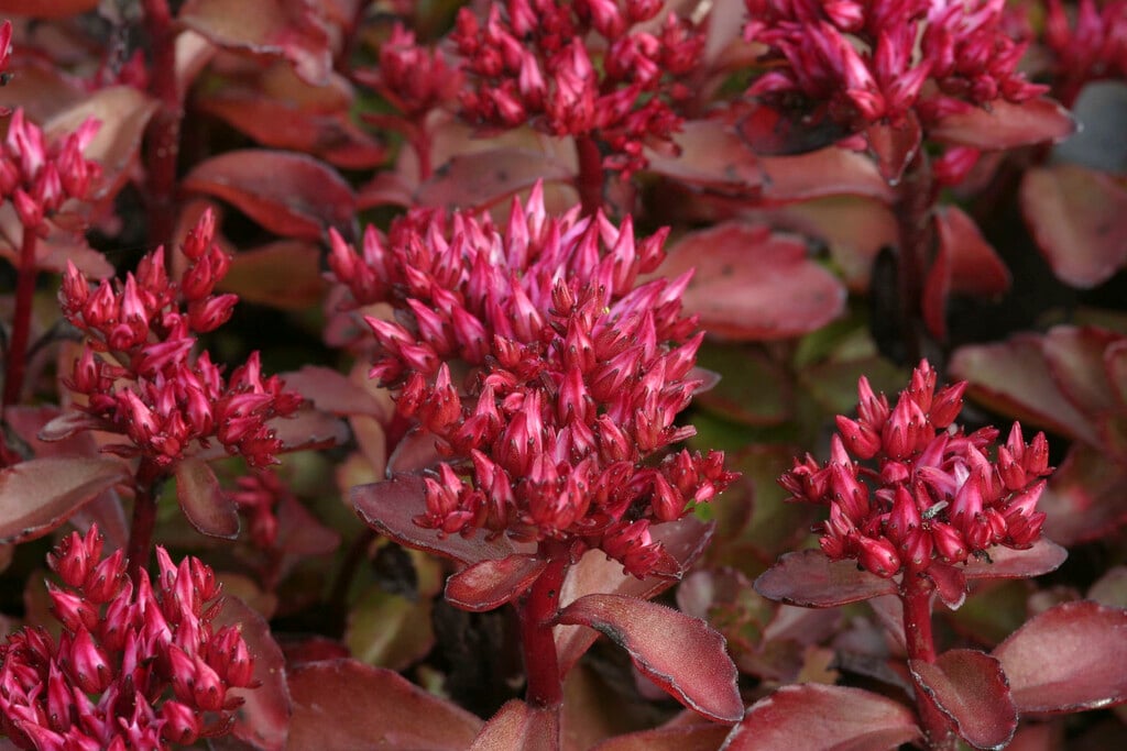 <i>Sedum</i> <i>spurium</i> 'Purpurteppich'