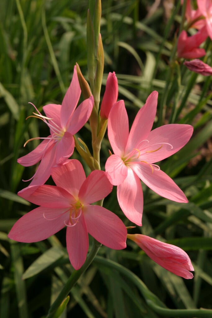 <i>Hesperantha</i> <i>coccinea</i> 'Tambara'
