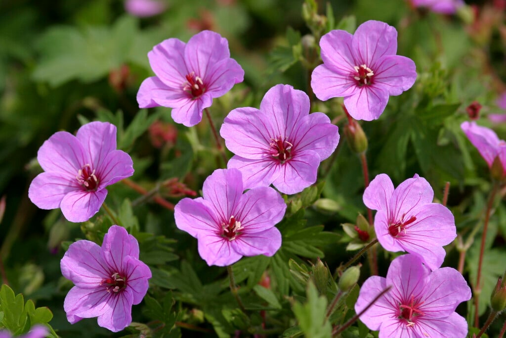 cranesbill 'Light Dilys'