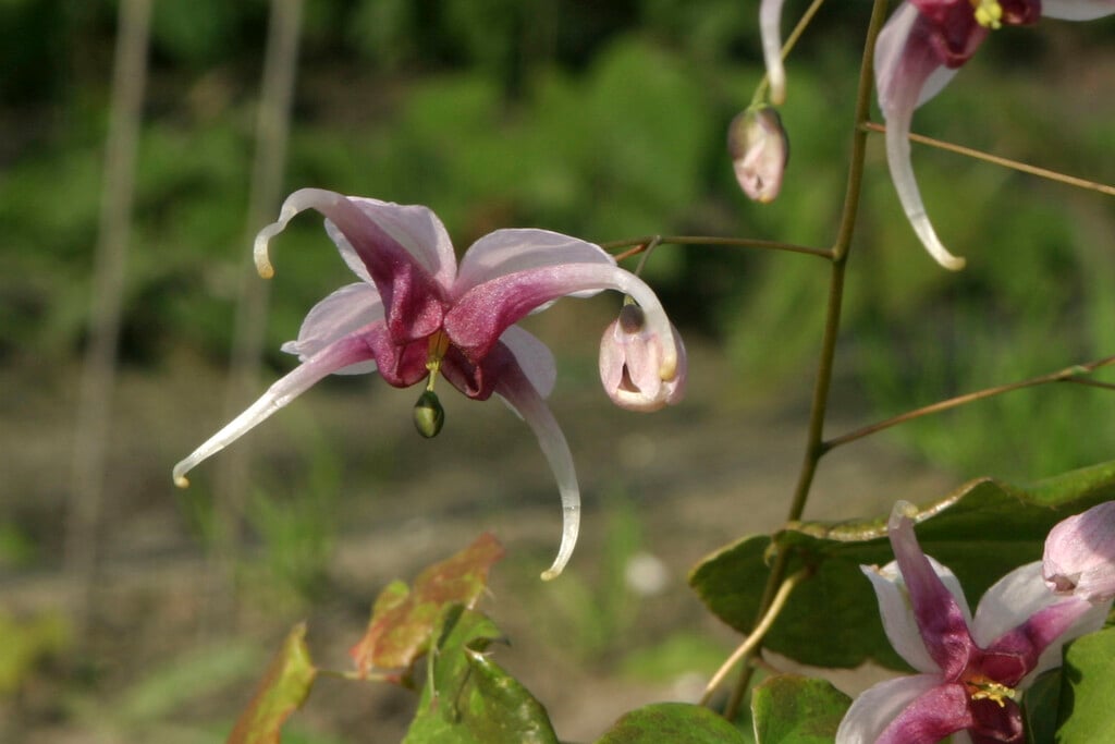 barrenwort 'Madame Butterfly'