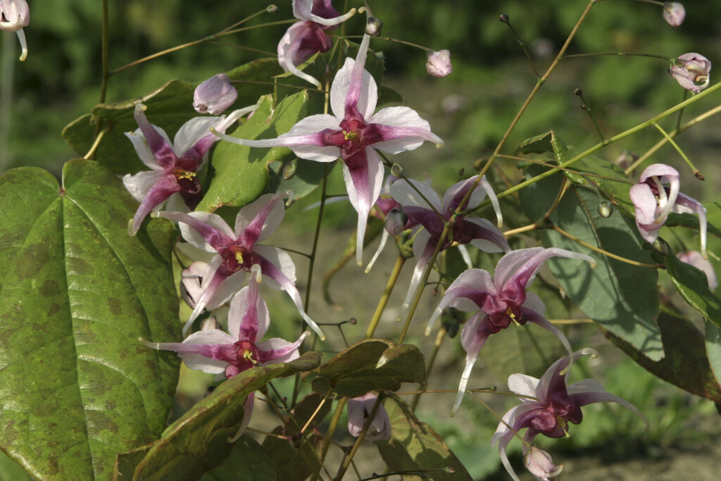 barrenwort 'Madame Butterfly'