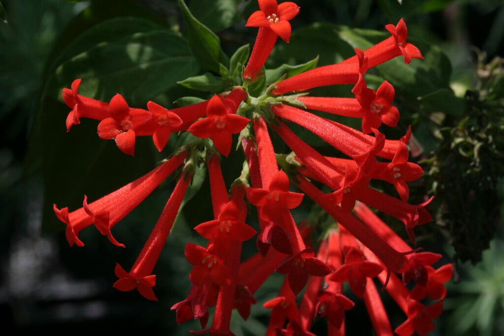 scarlet trompetilla