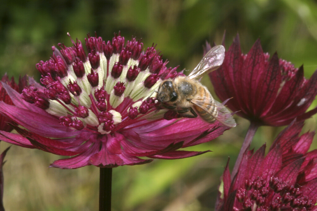 <i>Astrantia</i> 'Dark Shiny Eyes'