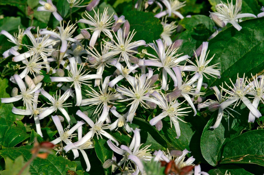 sweet autumn clematis